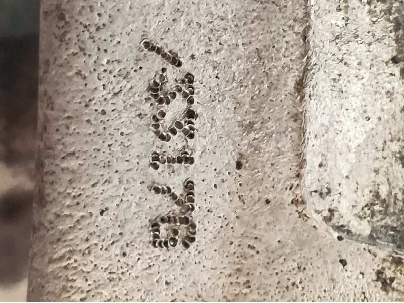 Recambio de pinza freno trasera derecha para saab 9-3 sport sedán aero referencia OEM IAM 33176  