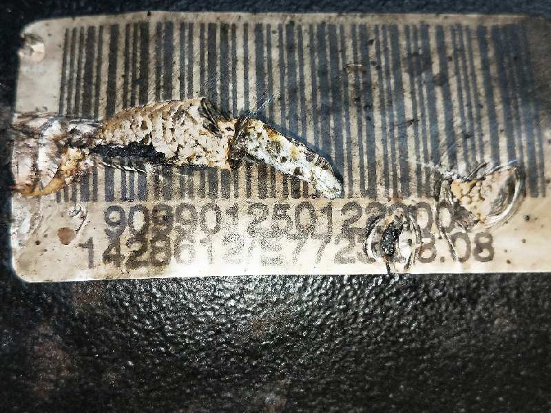 Recambio de diferencial trasero para bmw serie 7 (e38) 3.0 24v turbodiesel cat referencia OEM IAM 14288350 1428612 3.08